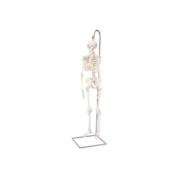 Fabrication Enterprises 3B Anatomical Model - Shorty The Mini Skeleton on Hanging Stand 951793 - main